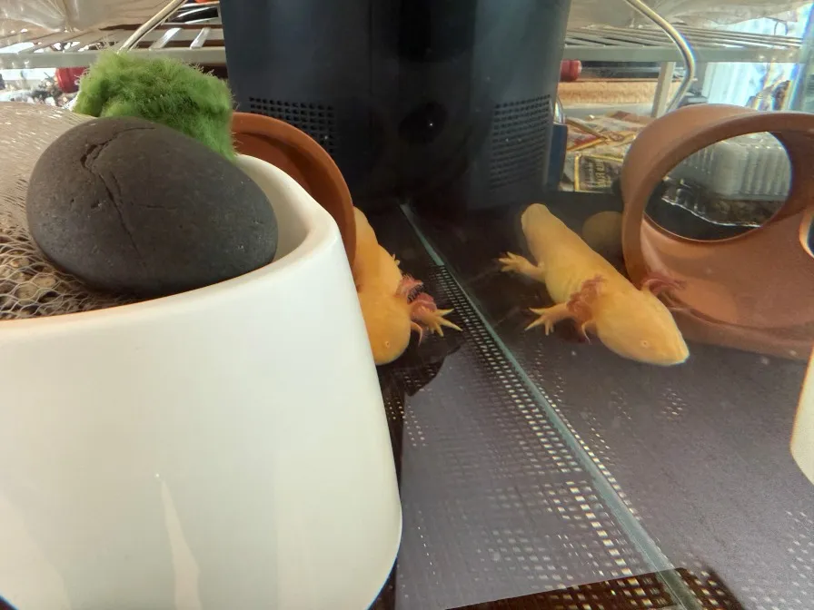 ペットのウーパールーパーさん